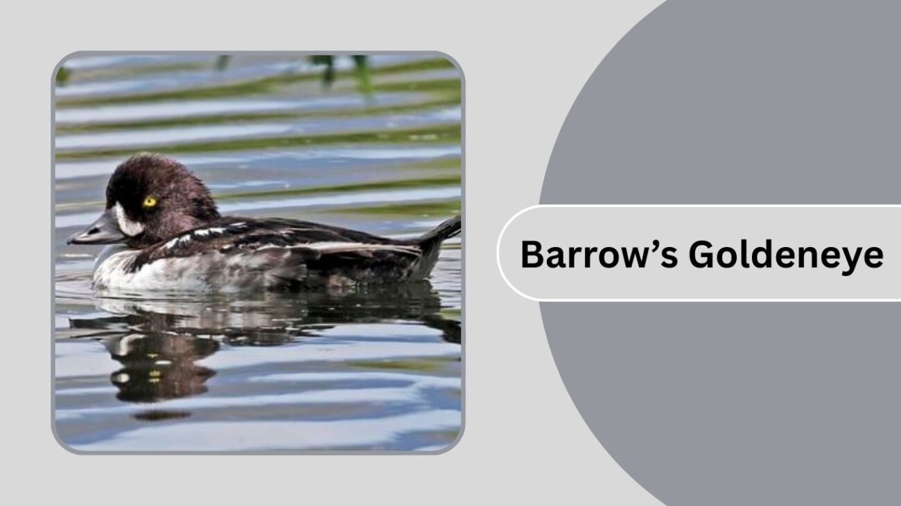Barrow’s Goldeneye