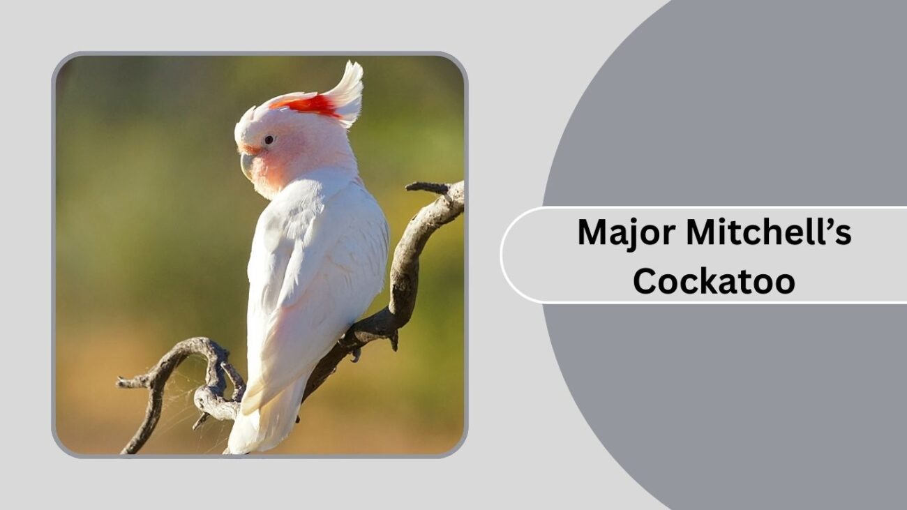 Major Mitchell’s Cockatoo