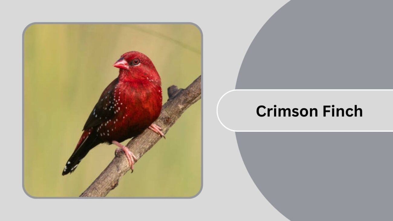 Crimson Finch