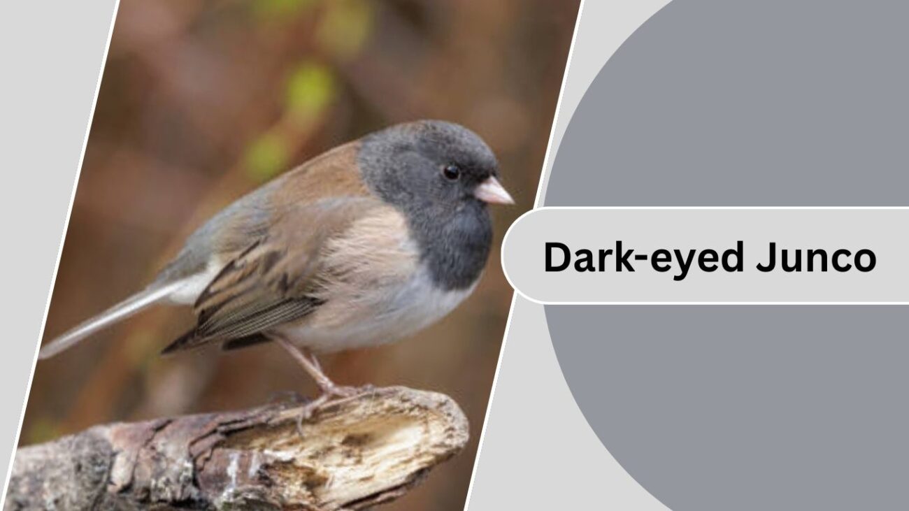 Dark-eyed Junco