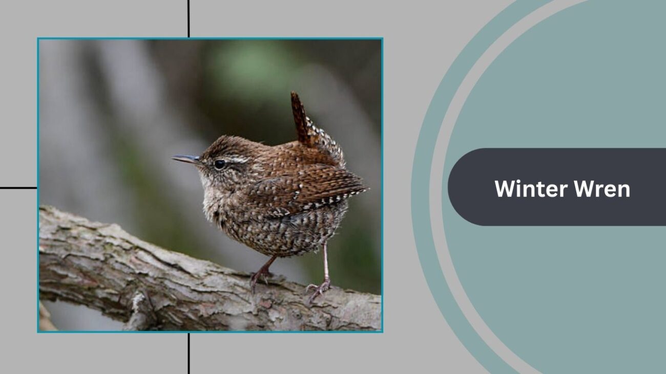 Winter Wren