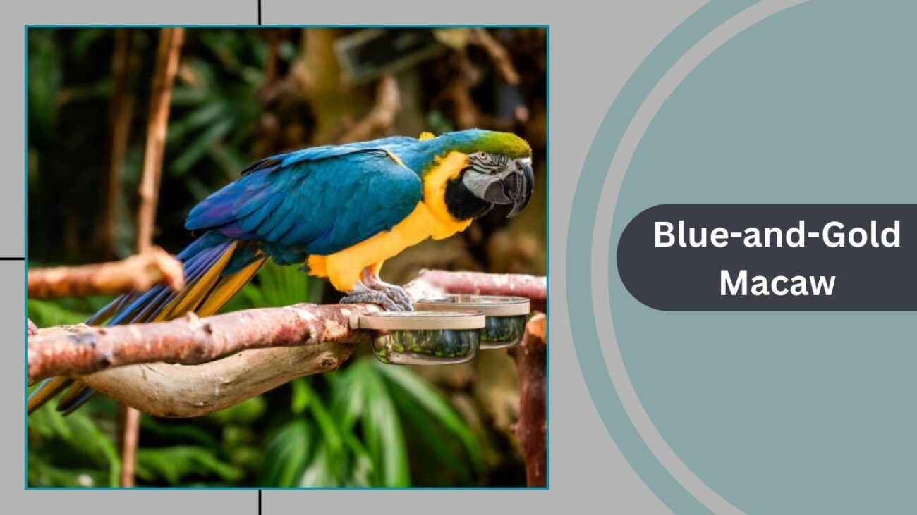 Blue-and-Gold Macaw