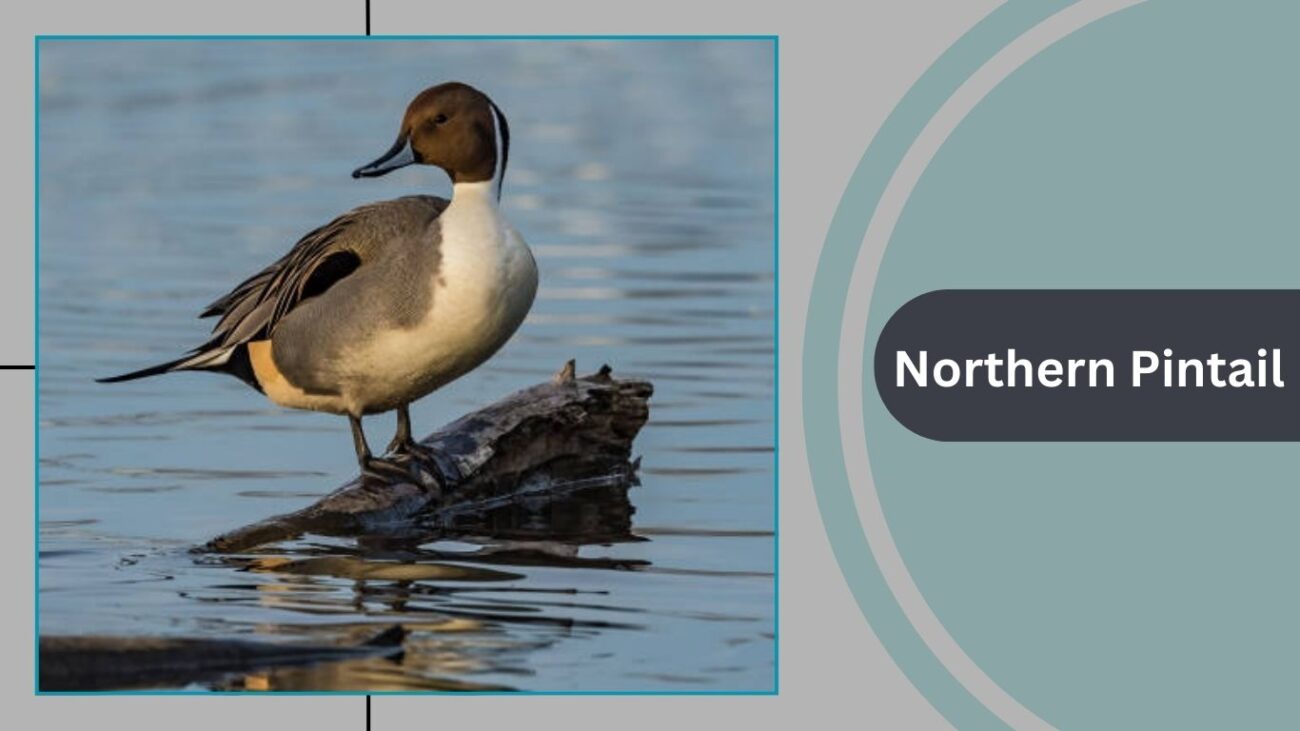 Northern Pintail