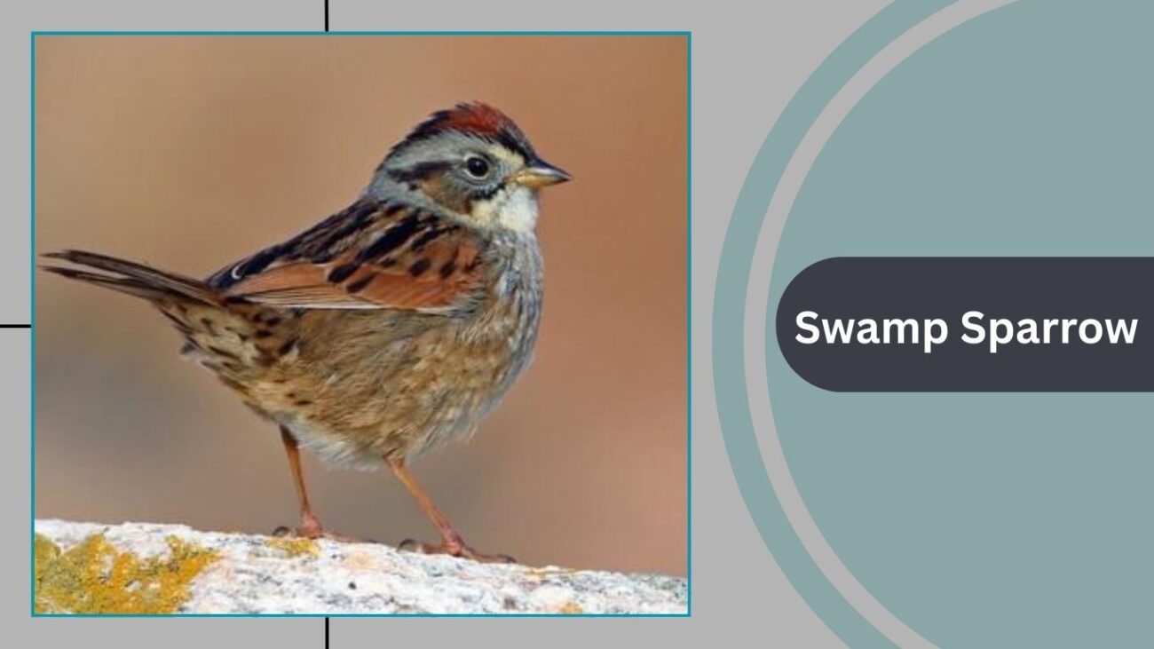 Swamp Sparrow