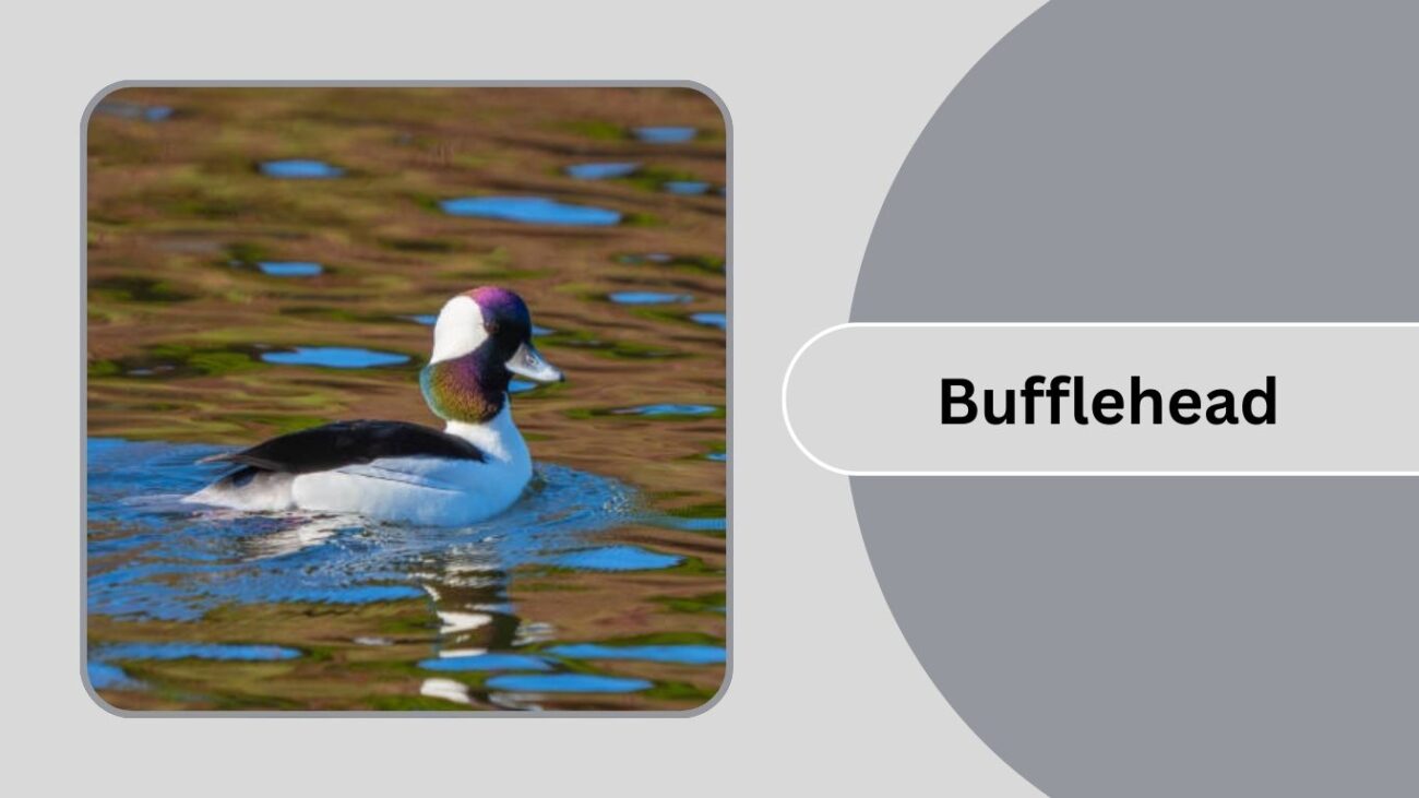 Bufflehead