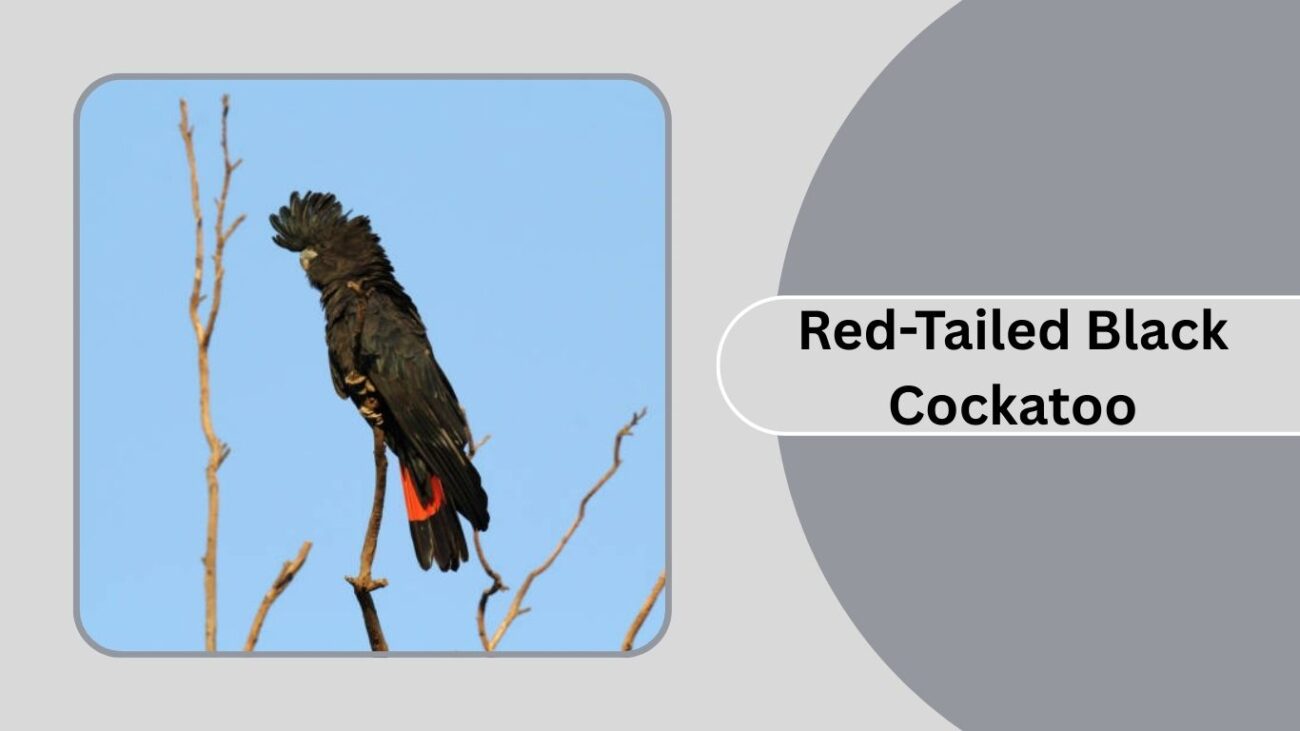 Red-Tailed Black Cockatoo