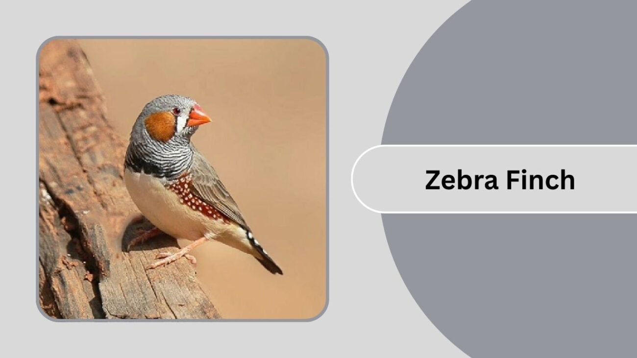 Zebra Finch
