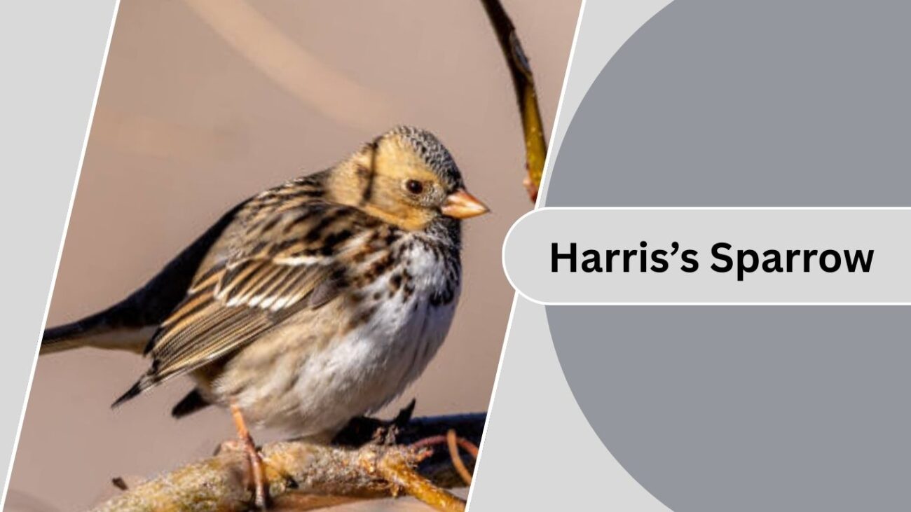 Harris’s Sparrow