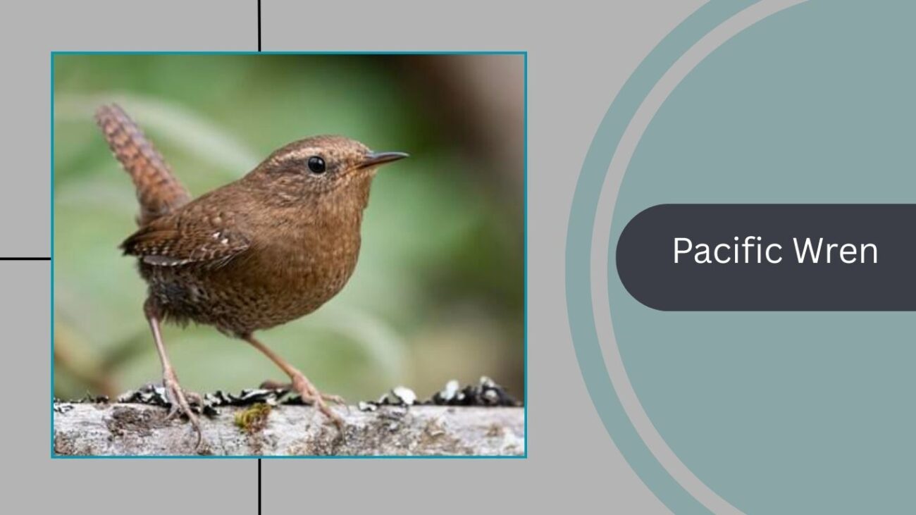 Pacific Wren