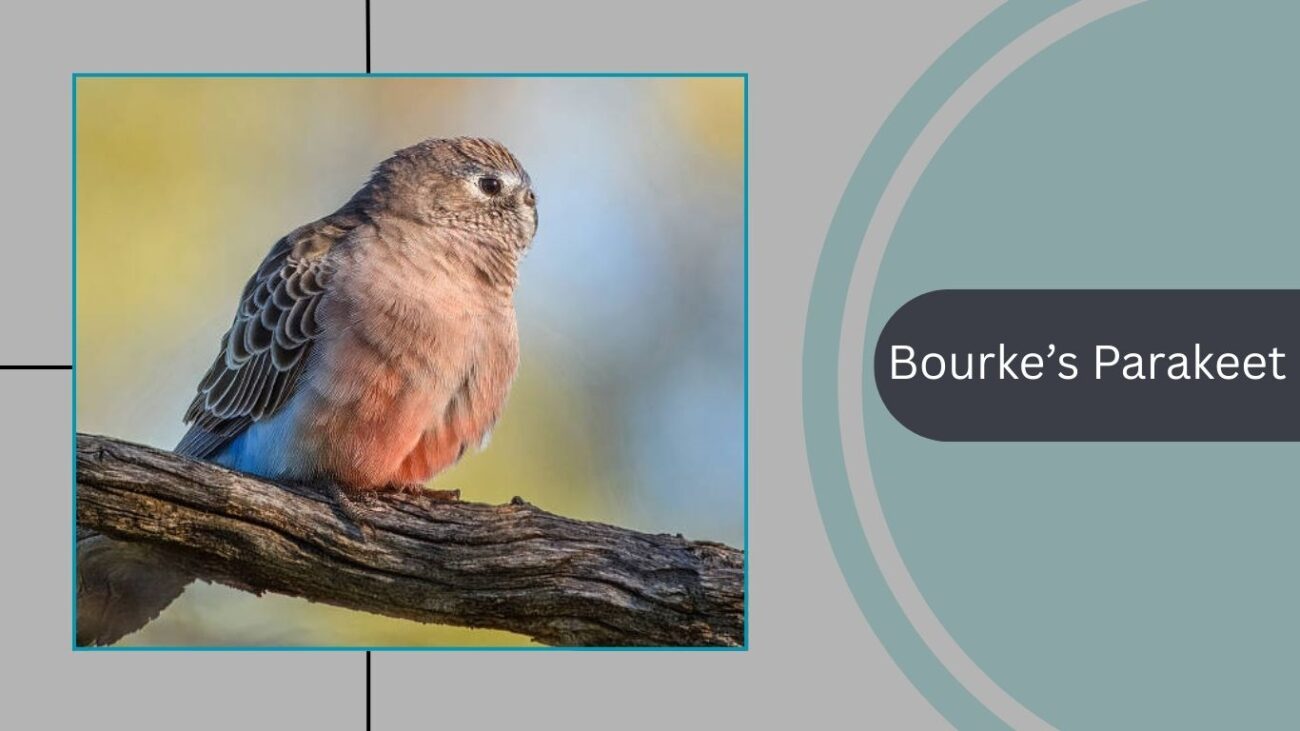 Bourke’s Parakeet