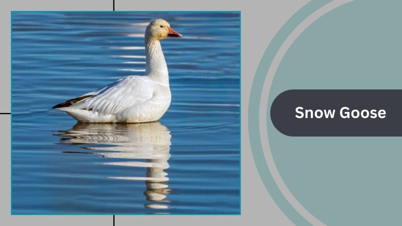 Snow Goose