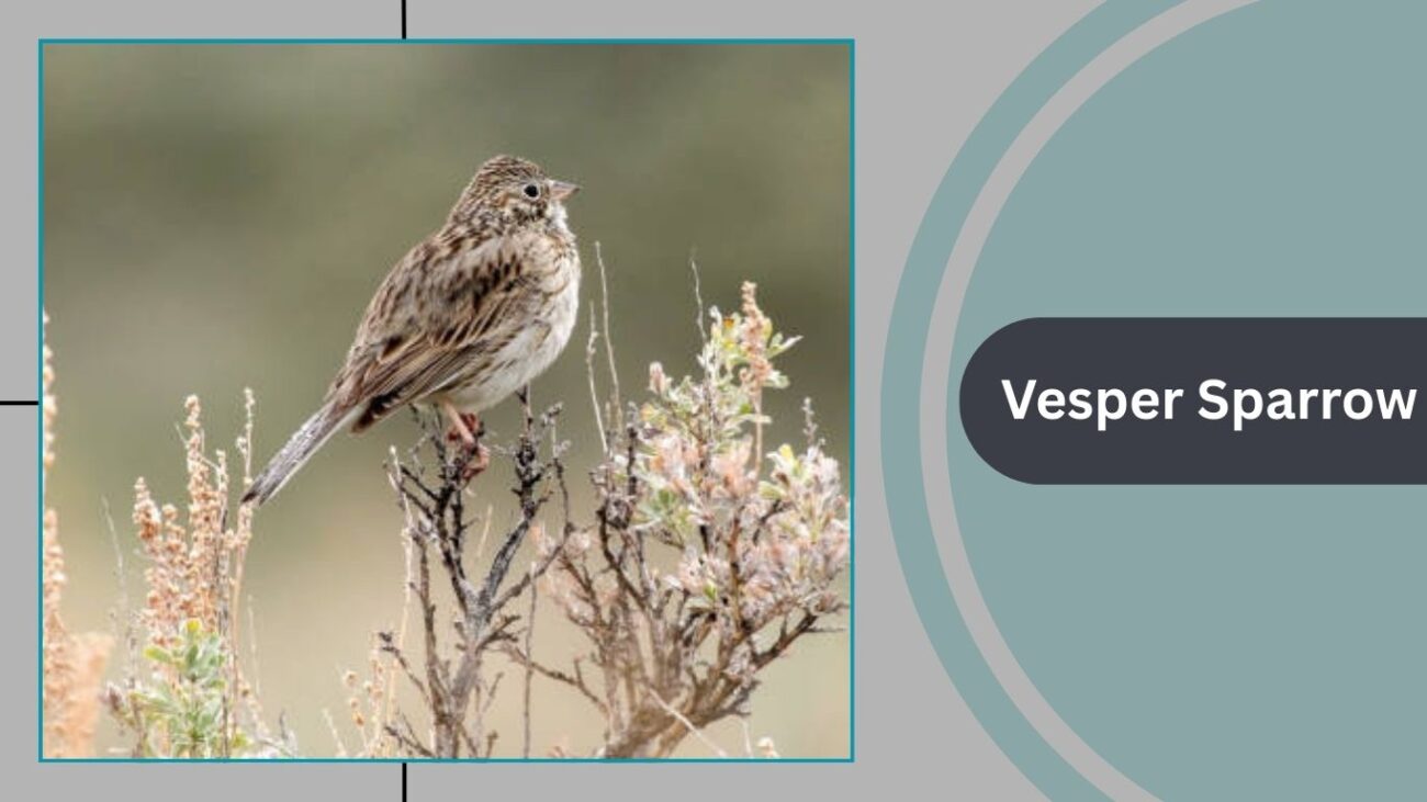 Vesper Sparrow