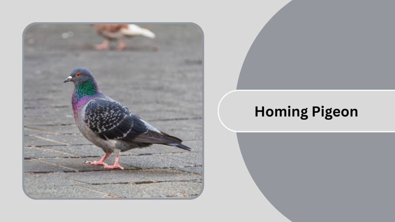 Homing Pigeon