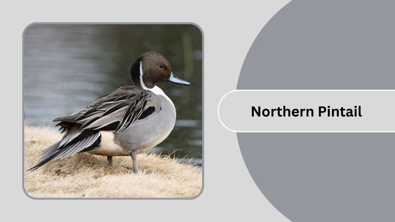 Northern Pintail