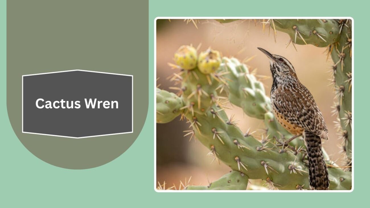 Cactus Wren