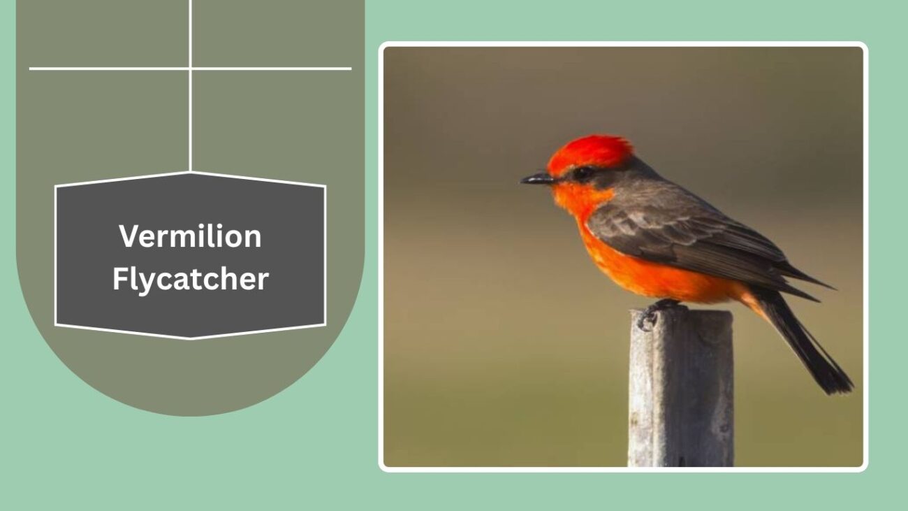 Vermilion Flycatcher