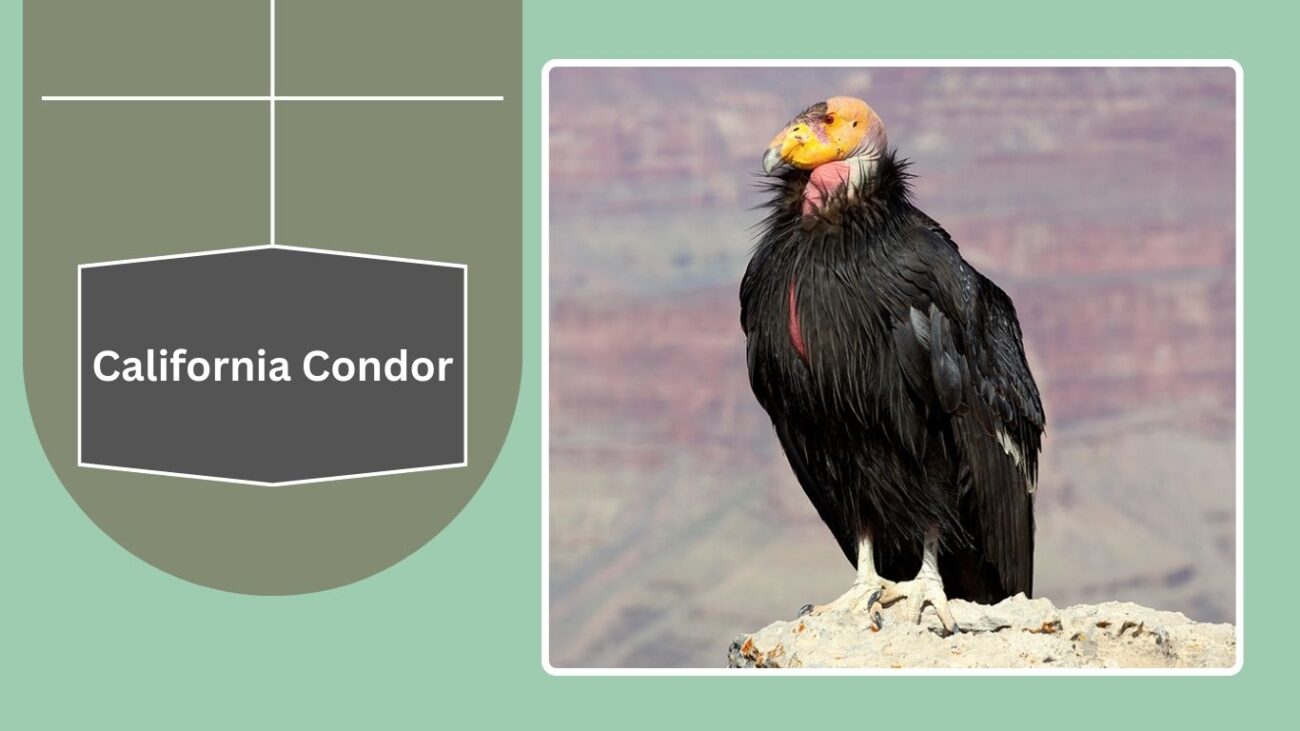 California Condor