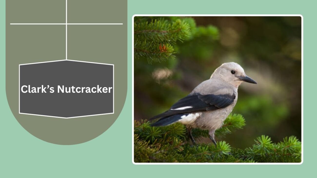 Clark’s Nutcracker