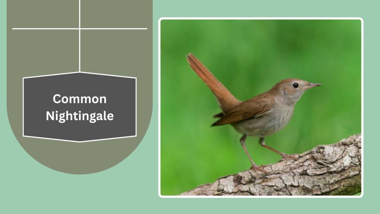Common Nightingale