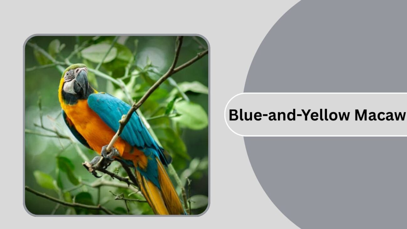 Blue-and-Yellow Macaw