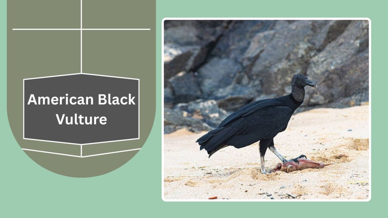  American Black Vulture