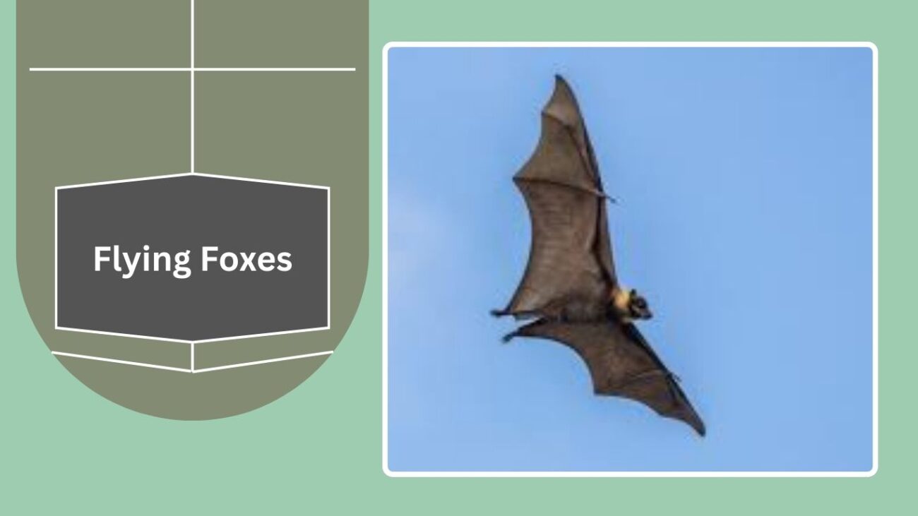 Flying Foxes