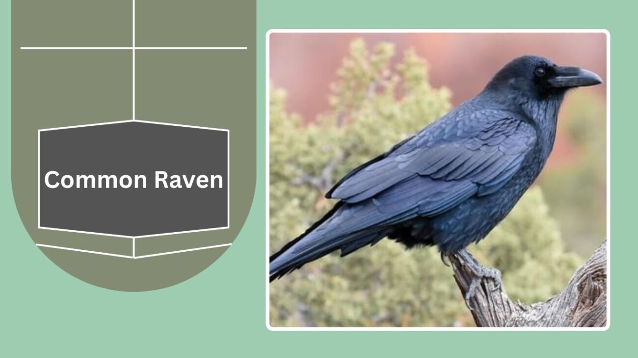 Common Raven