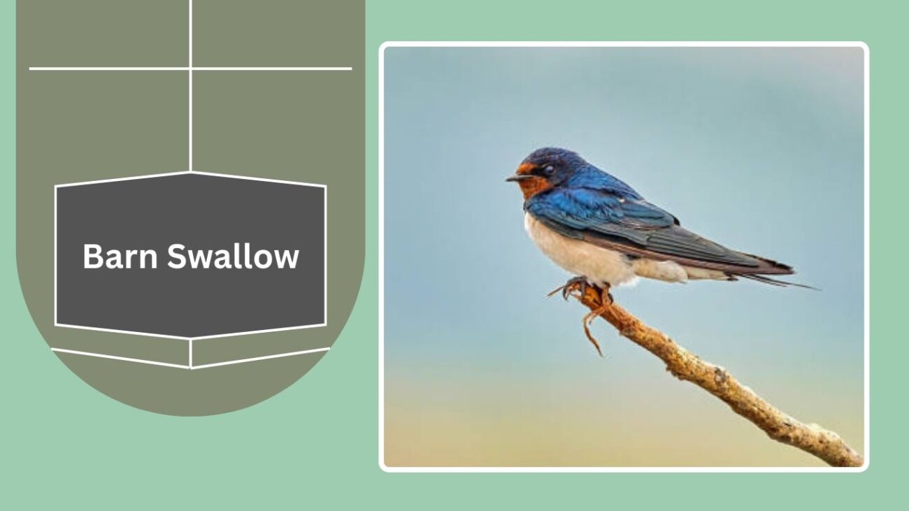 Barn Swallow