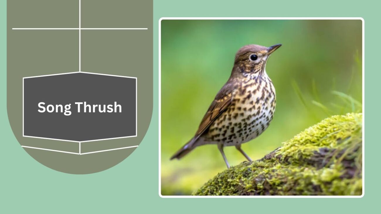 Song Thrush