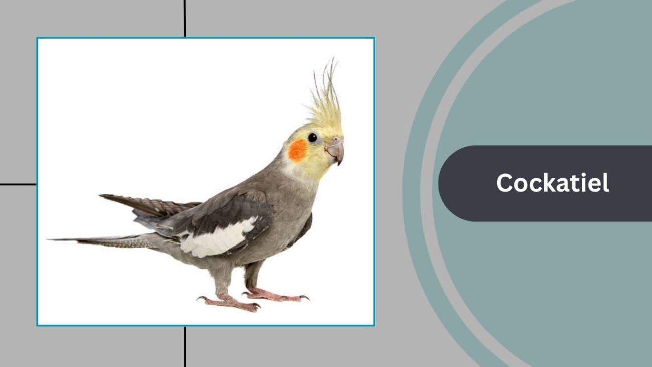 Cockatiel