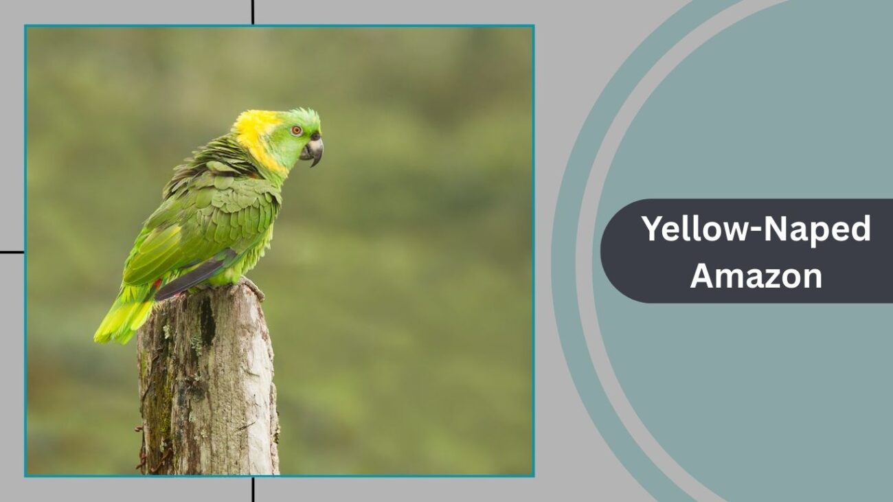 Yellow-Naped Amazon