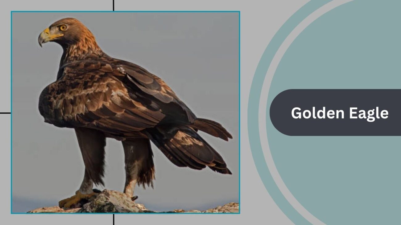 Golden Eagle