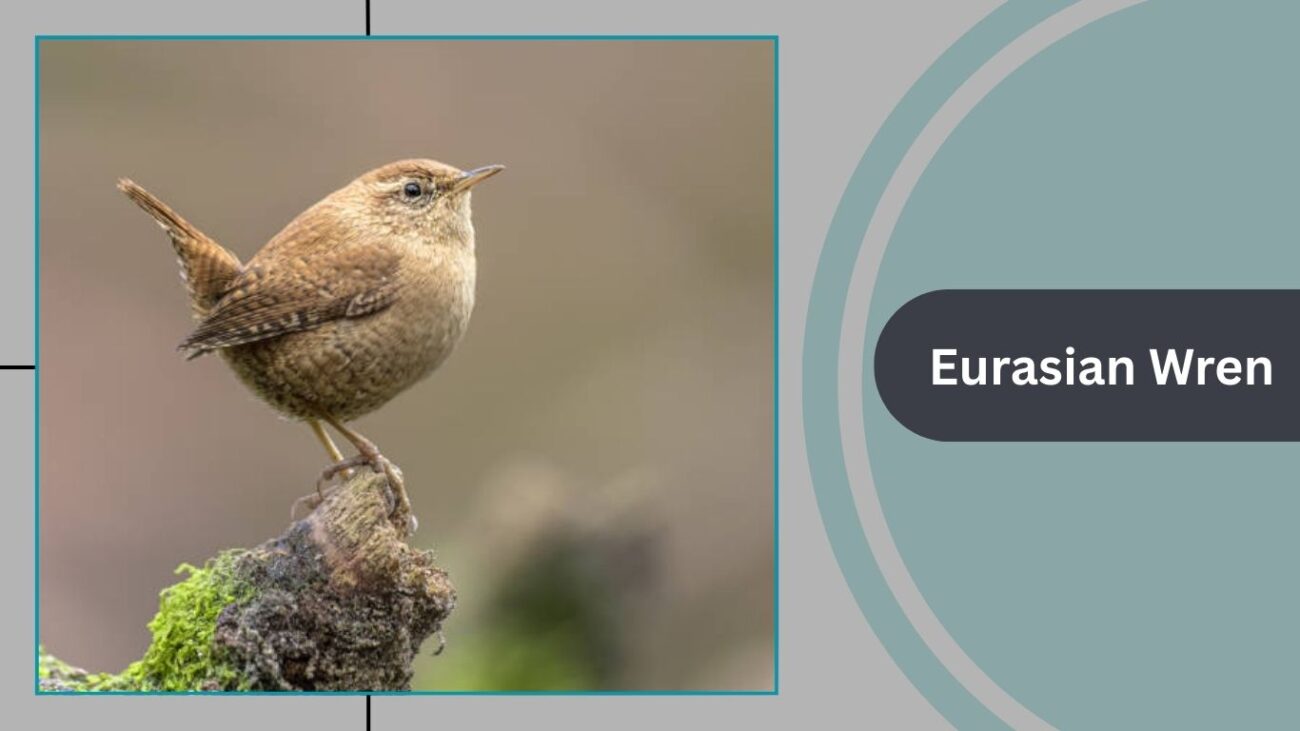 Eurasian Wren