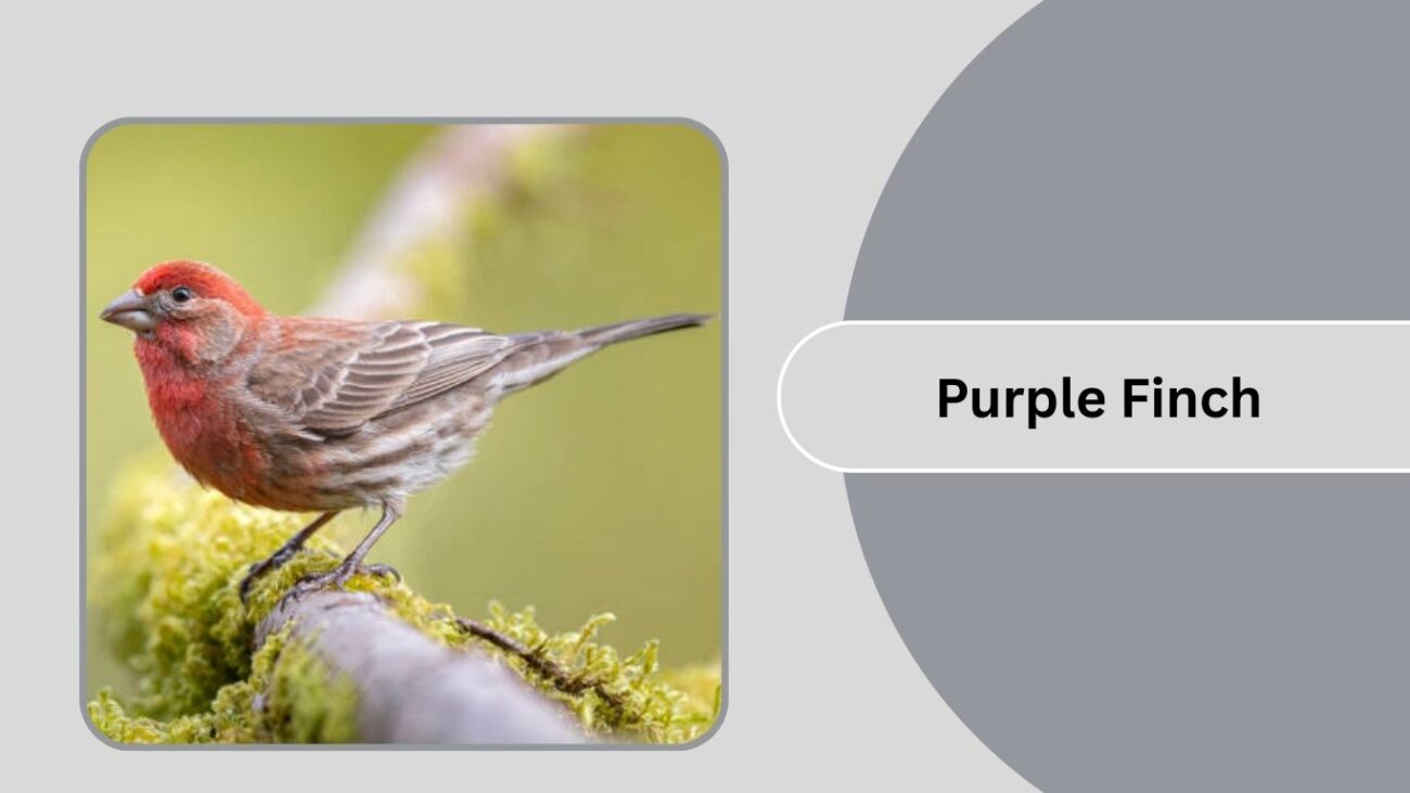 Purple Finch