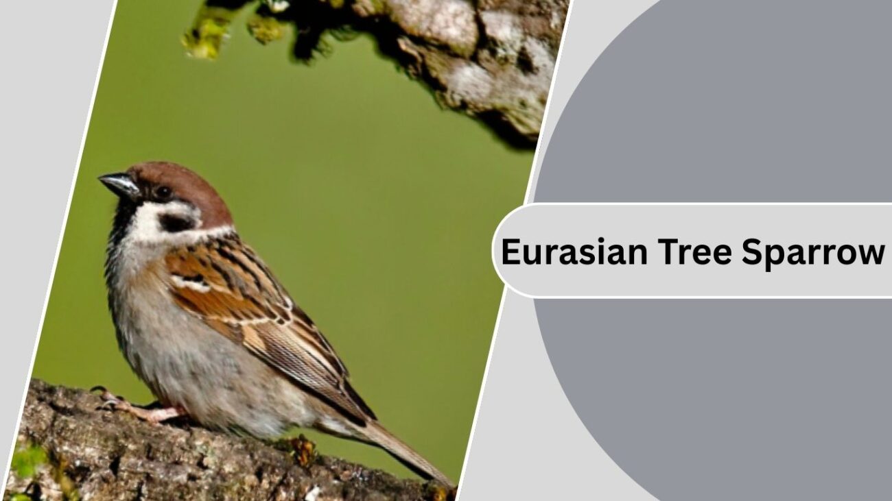 Eurasian Tree Sparrow