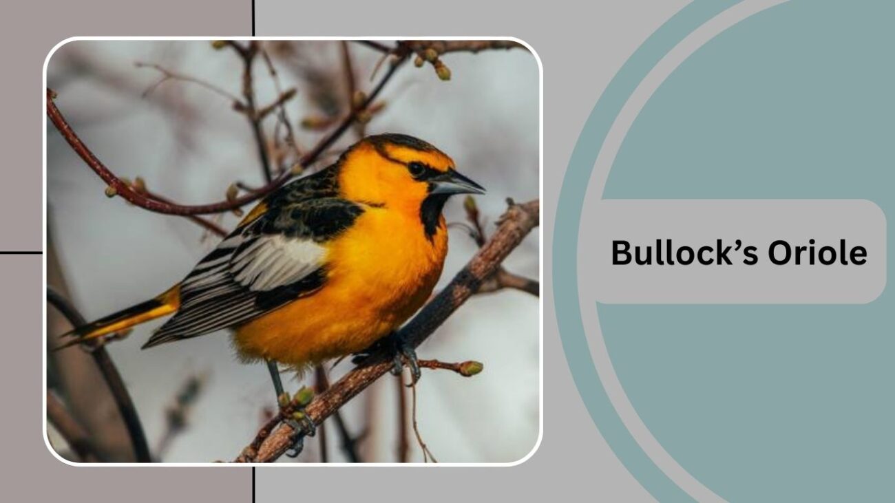 Bullock’s Oriole