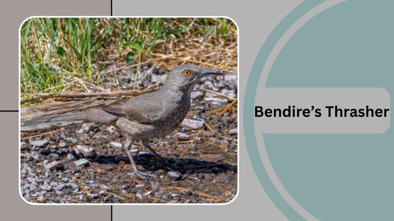 Bendire’s Thrasher