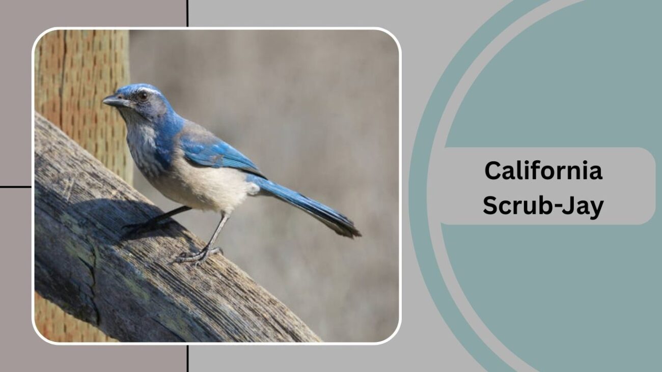 California Scrub-Jay