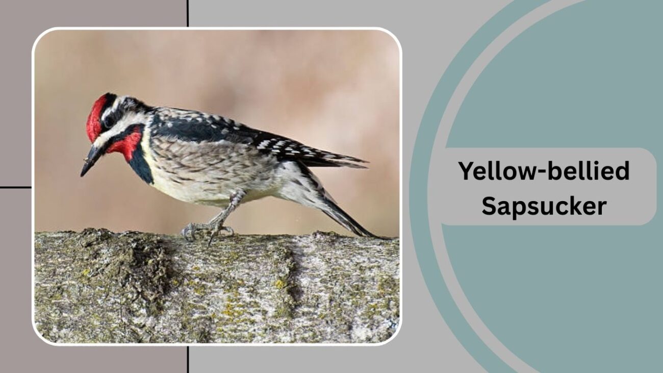 Yellow-bellied Sapsucker