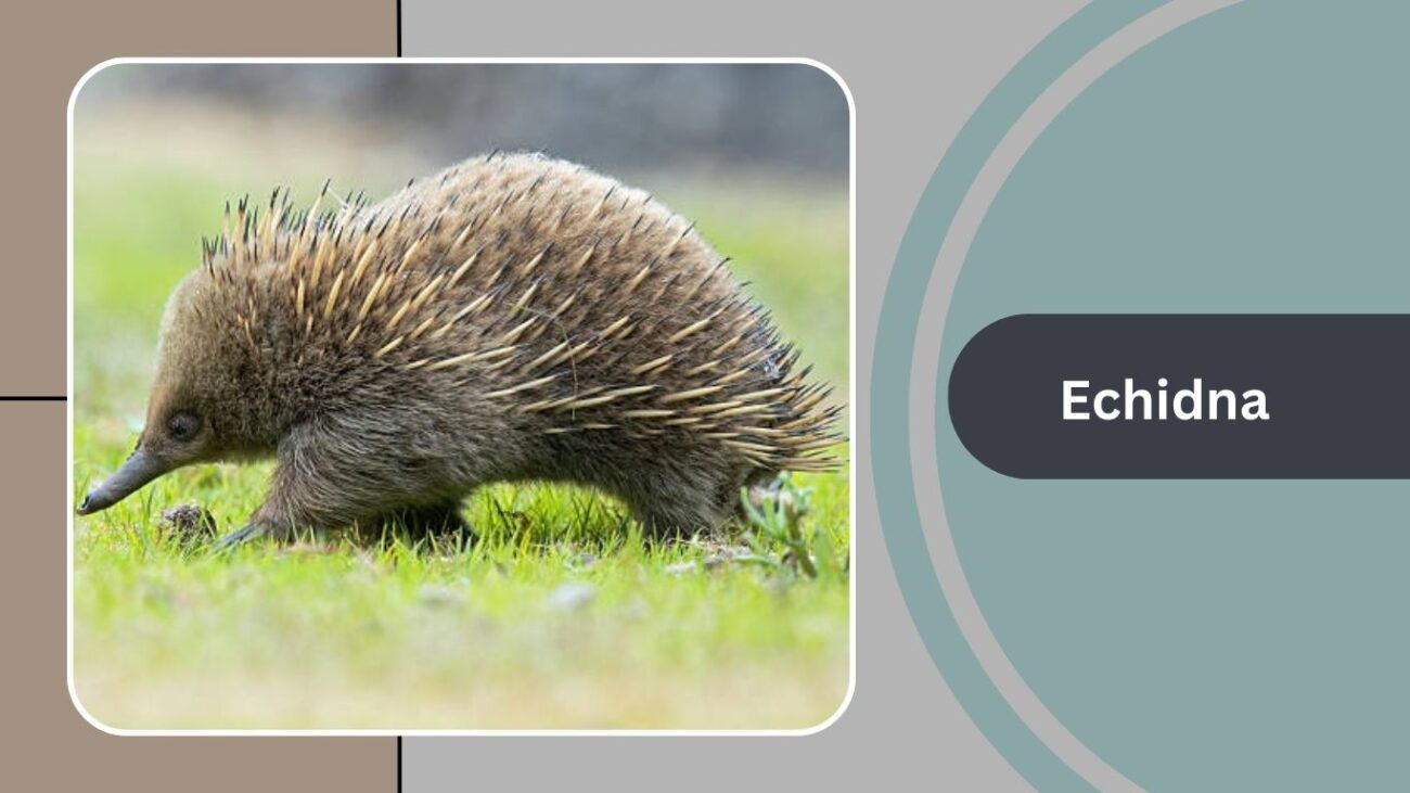 Echidna