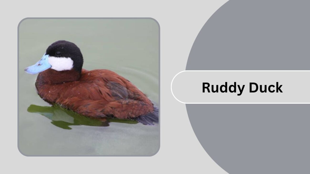 Ruddy Duck