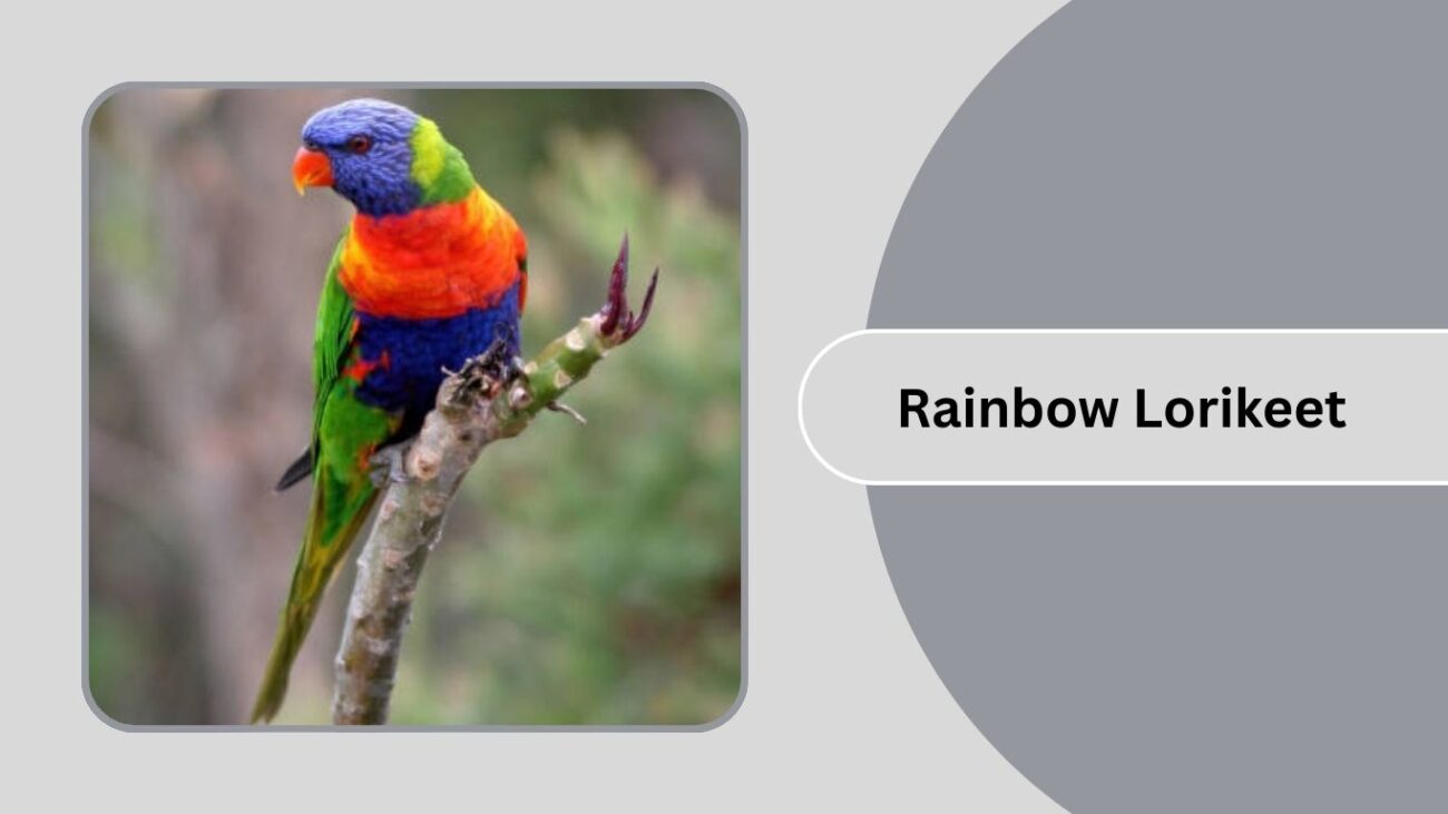 Rainbow Lorikeet