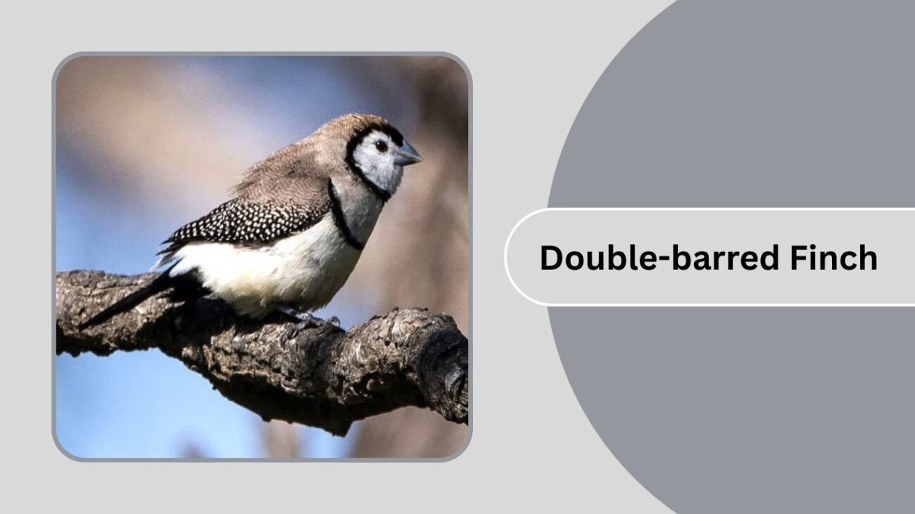 Double-barred Finch
