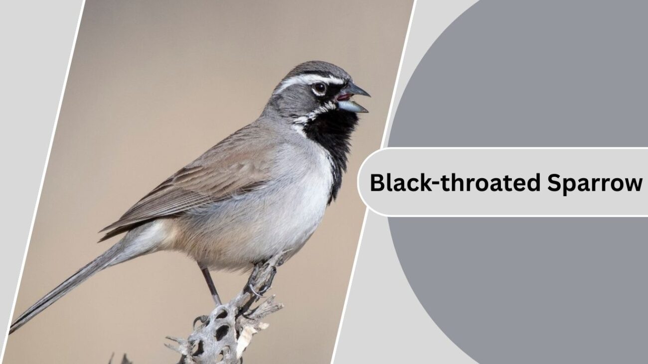  Black-throated Sparrow
