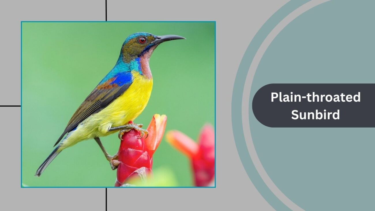 Plain-throated Sunbird