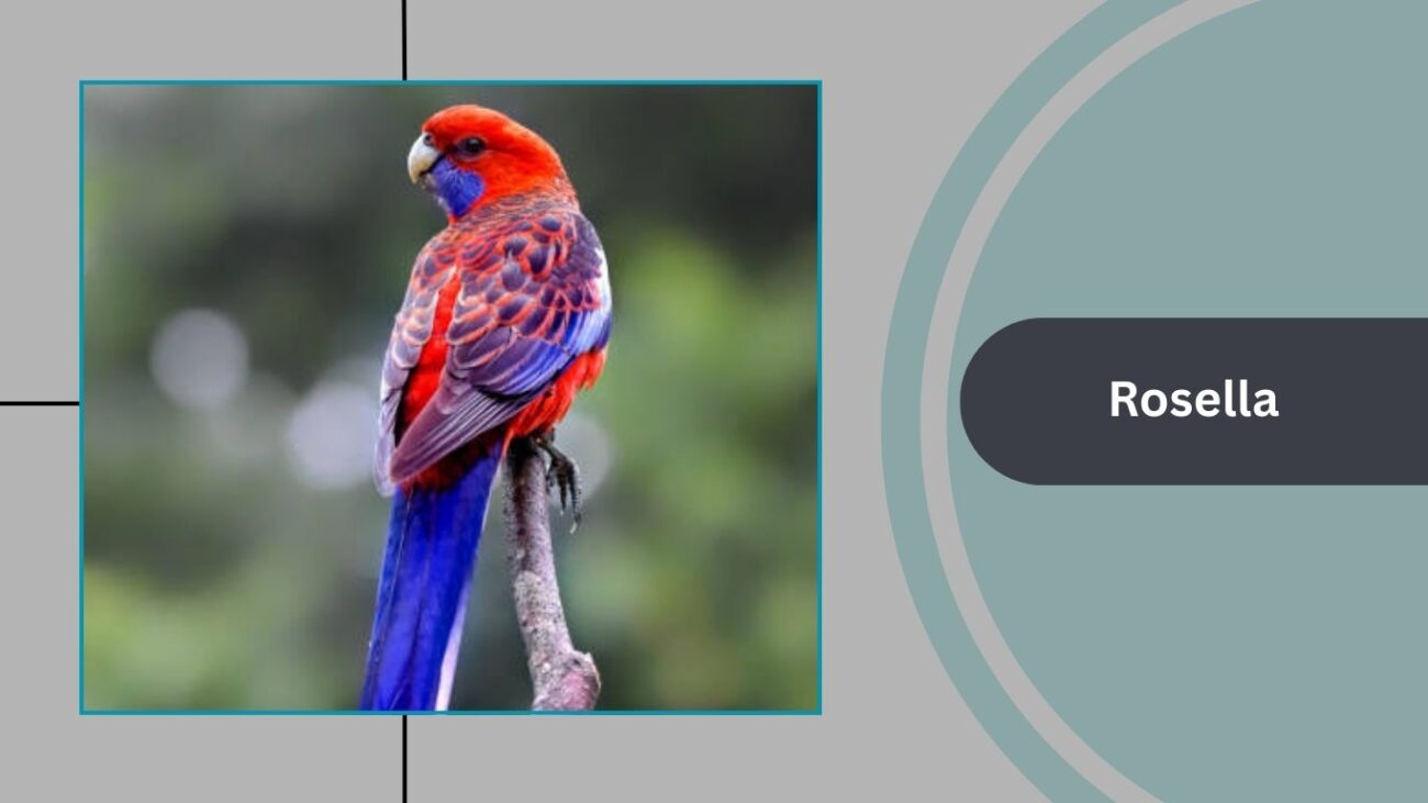 Rosella