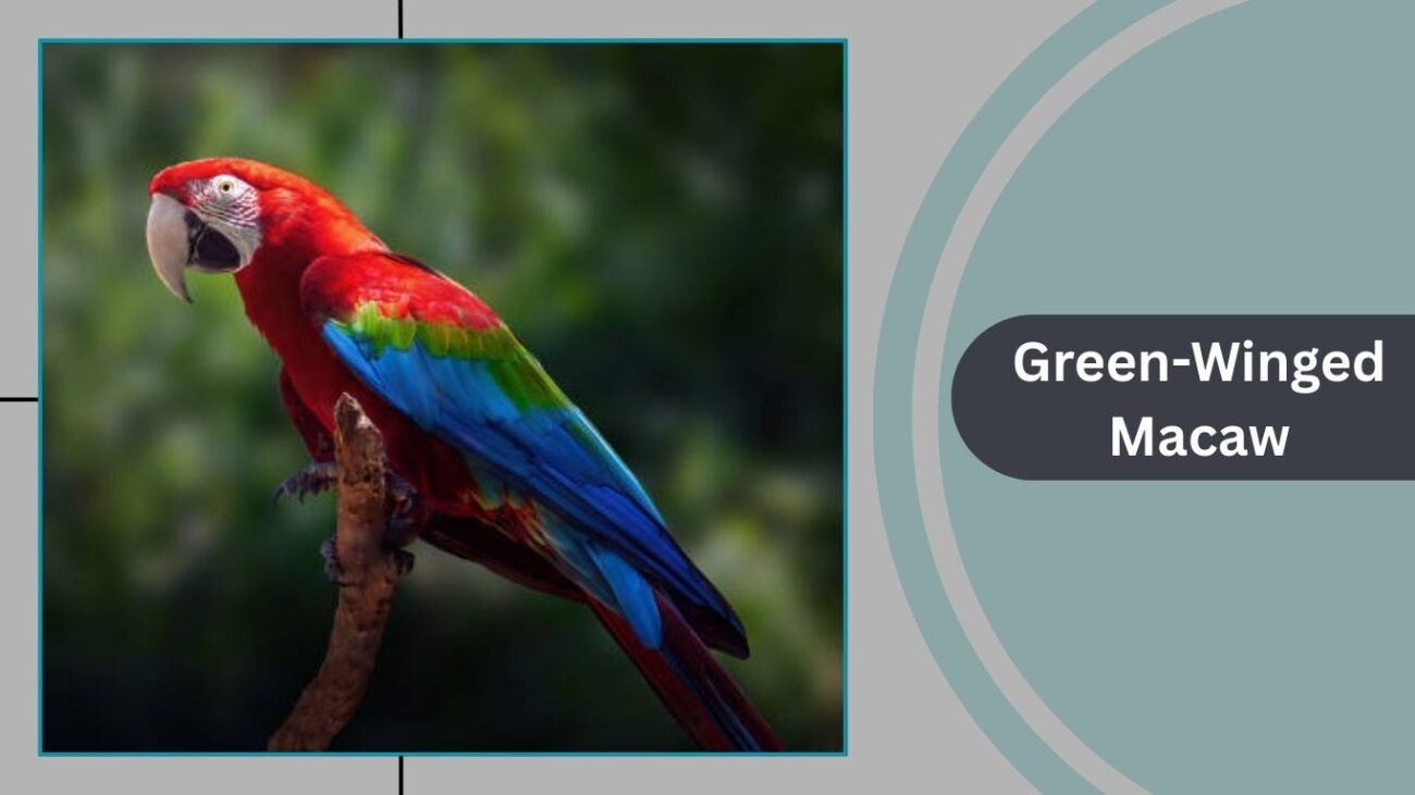 Green-Winged Macaw