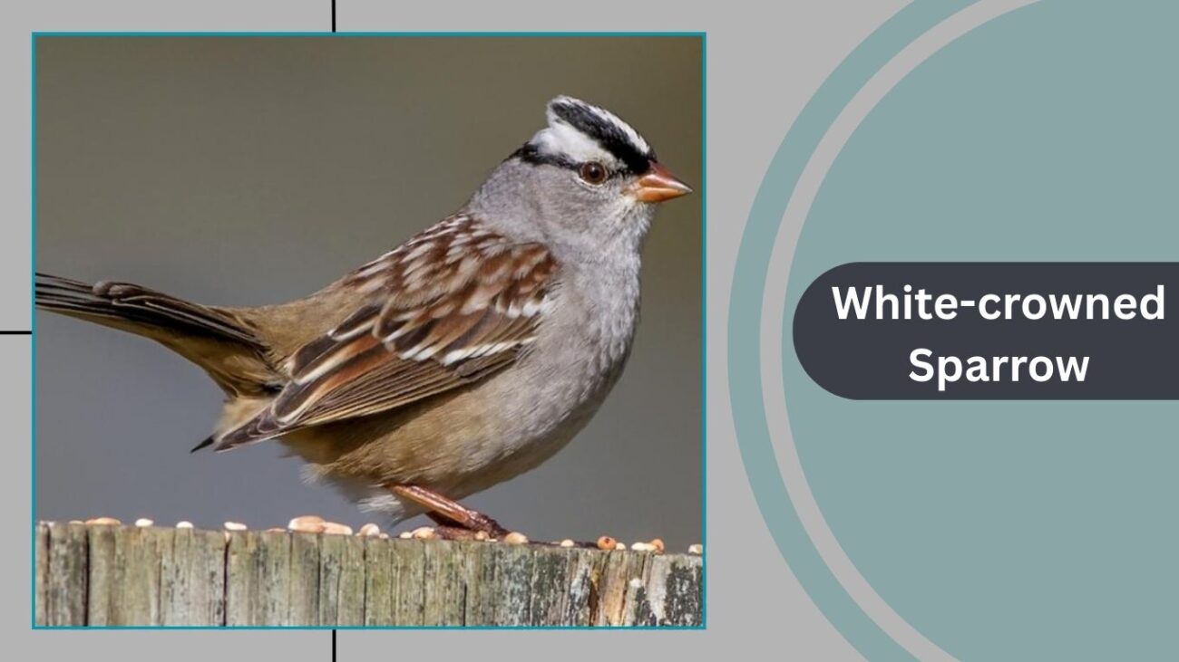 White-crowned Sparrow (Juvenile – Brown Form)