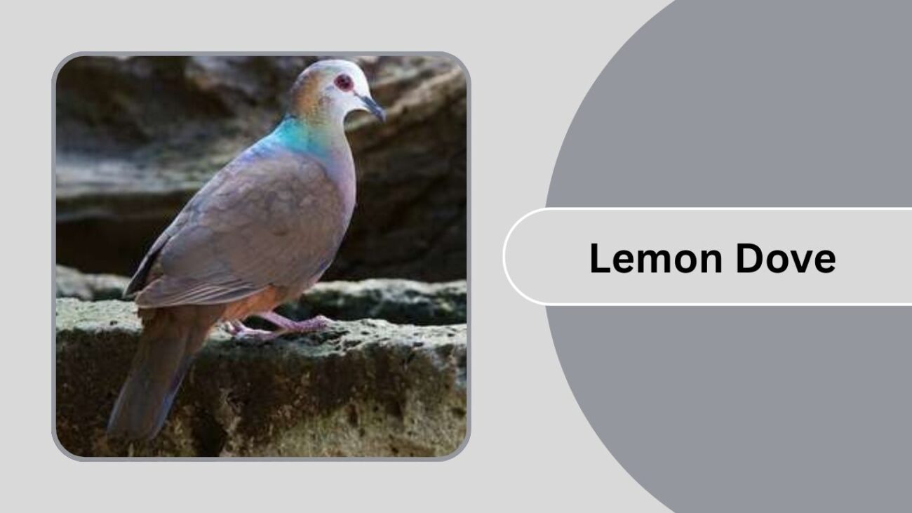 Lemon Dove