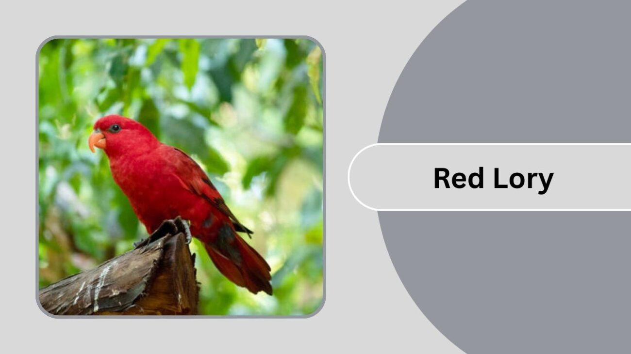 Red Lory